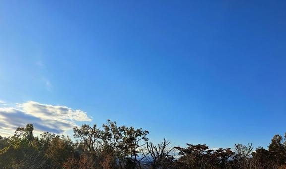 雑木林と空 青空,空,木の写真素材