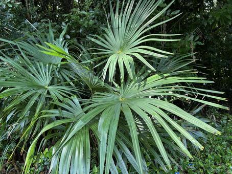 トウジュロ トウジュロ トウジュロ,植物,緑の写真素材