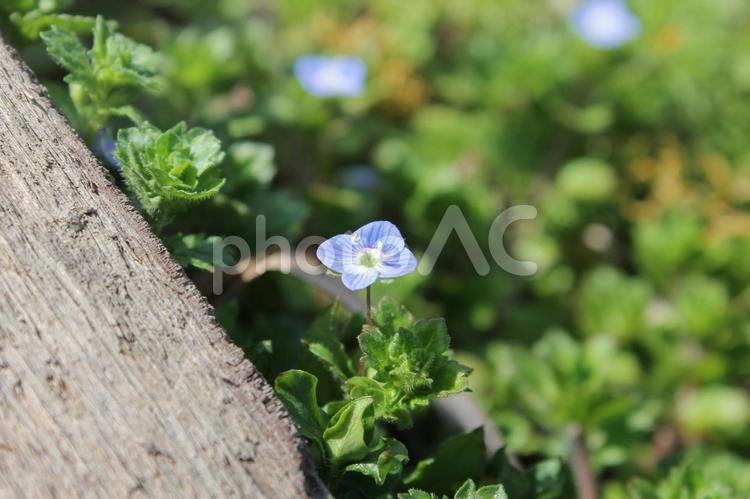 春の陽射しに笑顔で咲くオオイヌノフグリ オオイヌノフグリ,帰化植物,花壇の写真素材