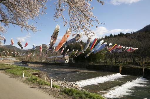 鯉のぼりと桜 鯉のぼりと桜 鯉のぼり,こいのぼり,桜の写真素材