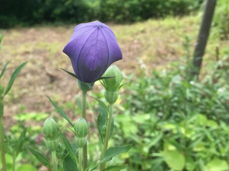 Photo, campanulaceae, capsule, purple, 