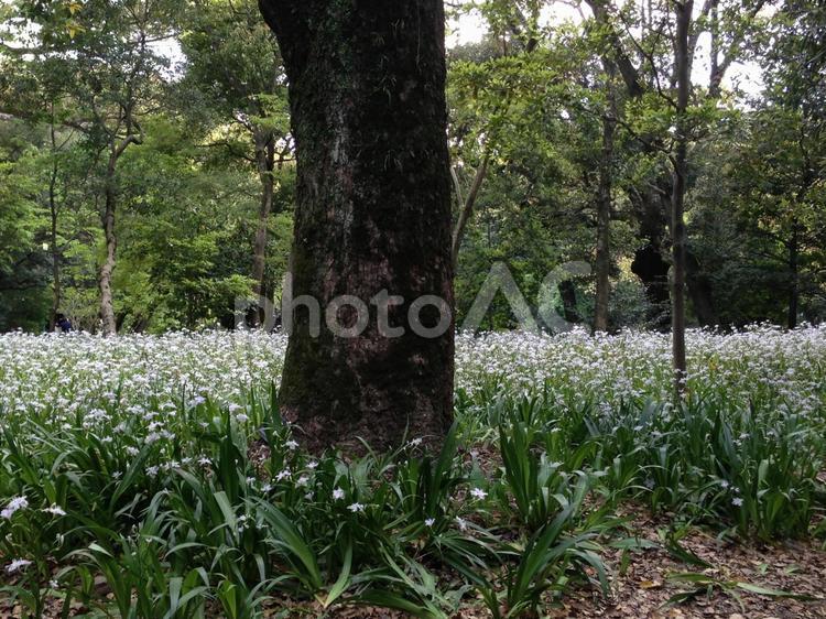 白い花と、どっしり一本 木,草,風景の写真素材