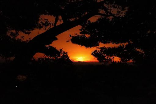 Pine trees and sunset, JPG