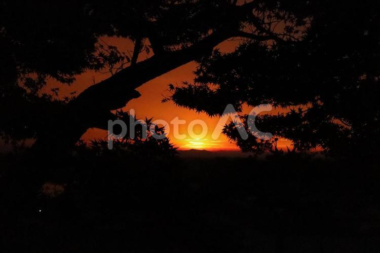 松と夕焼け 夕日,松,風景の写真素材