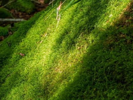 小楢山父恋し道登山道の森 小楢山父恋し道登山道の森の写真