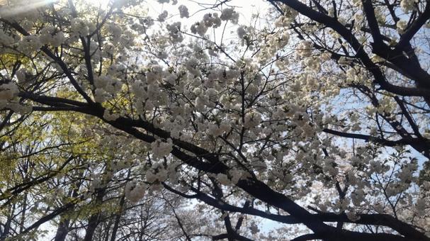 Cherry blossoms I saw in the park during a walk, JPG