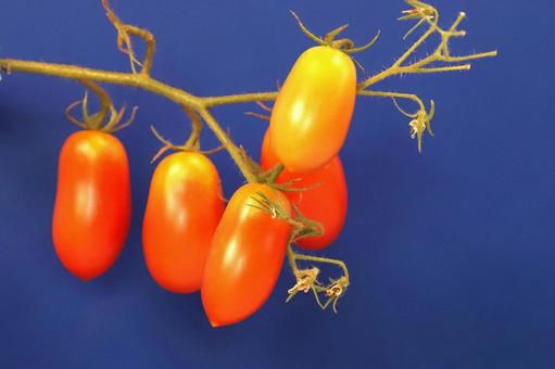 ミニトマト木なり ミニトマト木なり 野菜,食べ物,食材の写真素材