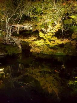 紅葉 紅葉の写真