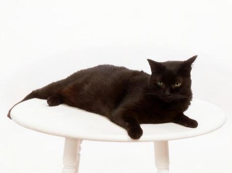 黒猫 黒猫の写真