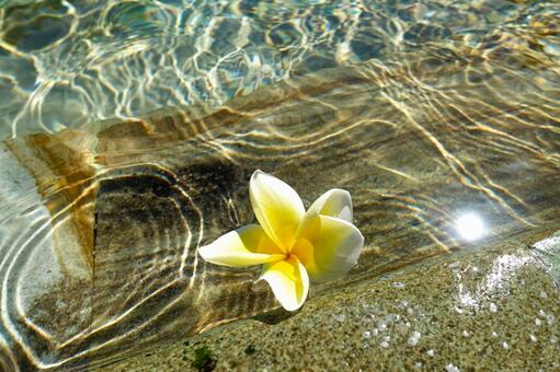 水面に浮かぶプルメリアと波紋 プルメリア,花,水面の写真素材
