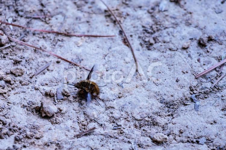 春になって活動を始めたハエ 昆虫,虫,自然の写真素材