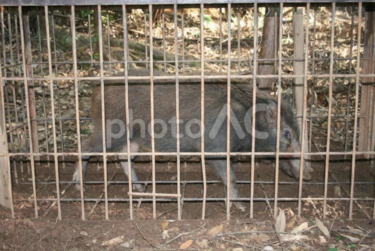 箱罠に掛かったイノシシ イノシシ,有害鳥獣,猪の写真素材
