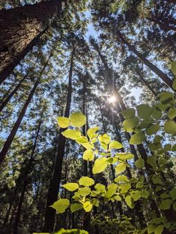 森林　自然の写真