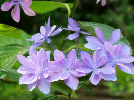 Hydrangea macrophylla, JPG