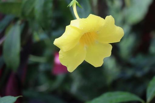 アリアケカズラの黄色の花のアップ アリアケカズラの黄色の花のアップの写真