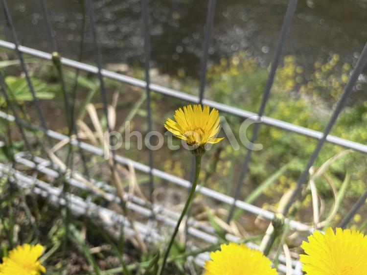 タンポポによく似たブタナの花２ ブタナ,タンポポモドキ,たんぽぽに似の写真素材