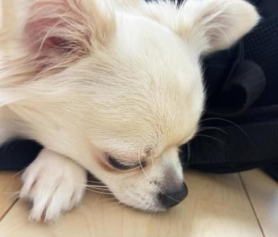 白いチワワ チワワ,寝顔,うつ伏せの写真素材