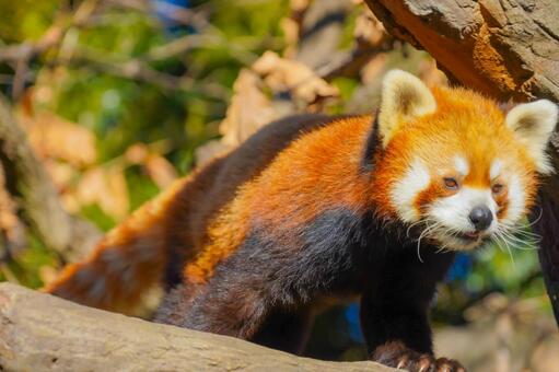 枝に佇むレッサーパンダ レッサーパンダ,動物,哺乳類の写真素材