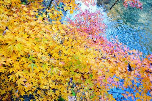 川面を彩る鮮やかな紅葉 川面を彩る鮮やかな紅葉の写真