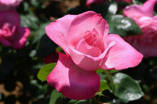 Pink roses taken at Maebashi Rose Garden, JPG Pink roses taken at Maebashi Rose Garden, JPG