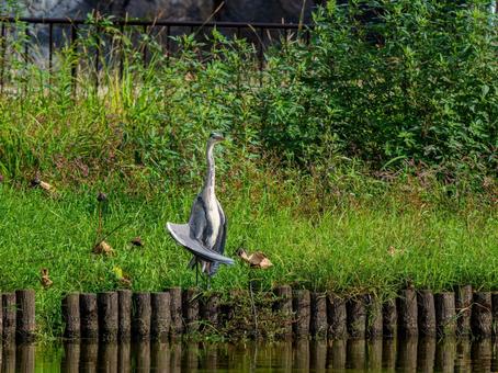 公園のアオサギ サギ,アオサギ,野鳥の写真素材