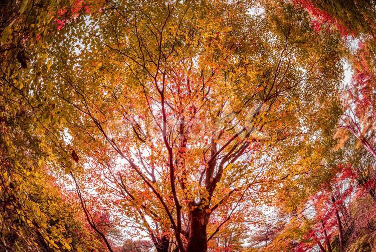 魚眼レンズで撮影した紅葉の森林風景 紅葉,黄葉,森林の写真素材