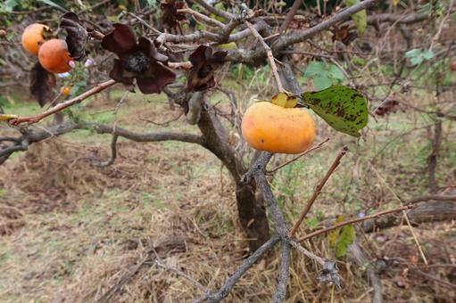 木になっている柿 カキ,柿,果物の写真素材