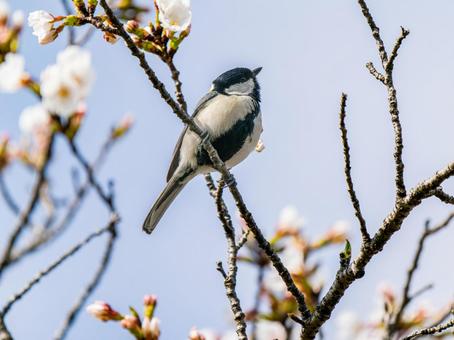 枝にとまるシジュウカラ 枝にとまるシジュウカラの写真