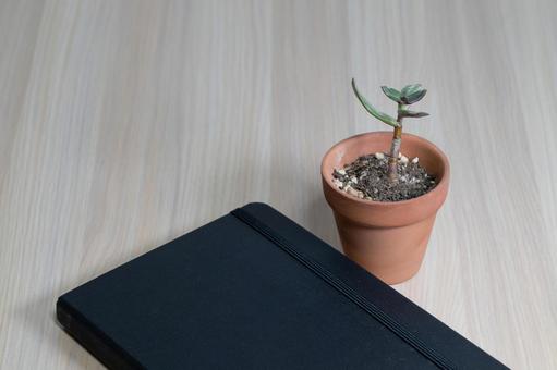 黒いノートとテラコッタ鉢の小さな植物 黒いノートとテラコッタ鉢の小さな植物 観葉植物,テラコッタ,鉢の写真素材