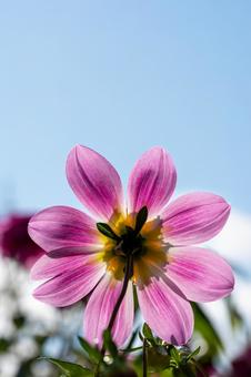 カラフルダリア ダリア,花,マクロの写真素材