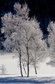 霧氷の白樺と雪原_縦 冬,霧氷,樹氷の写真素材