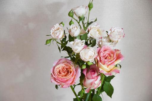 カラフルな薔薇 カラフルな薔薇の写真