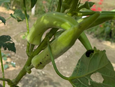 オクラ オクラ,野菜,食べ物の写真素材
