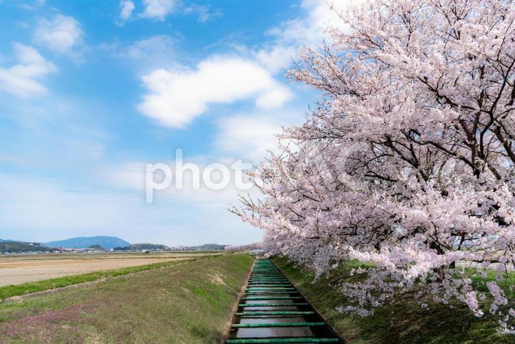 青空とさくら並木 4月,春,季節の写真素材
