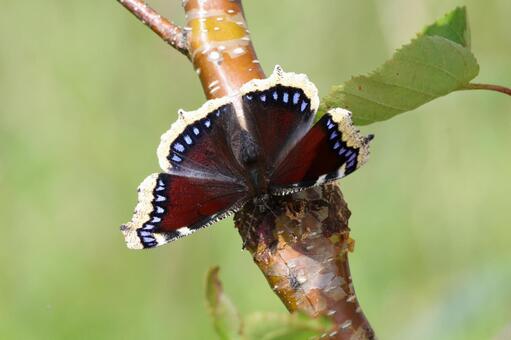 キベリタテハ キベリタテハ,タテハチョウ,チョウの写真素材