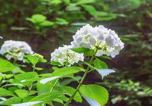 アジサイの小径 アジサイの花1ー32 アジサイの小径 アジサイの花1ー32 アジサイ,紫陽花,花の写真素材