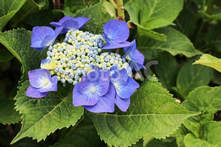 紫陽花（ガクアジサイ） あじさい,紫陽花,アジサイの写真素材