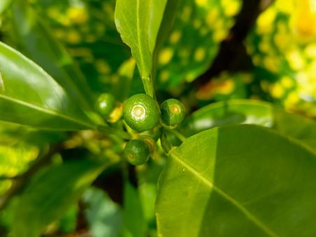 みかんの花が咲いた後の小さな実 みかんの花が咲いた後の,小さな実,幼い果実の写真素材