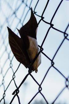 枯葉 枯葉の写真