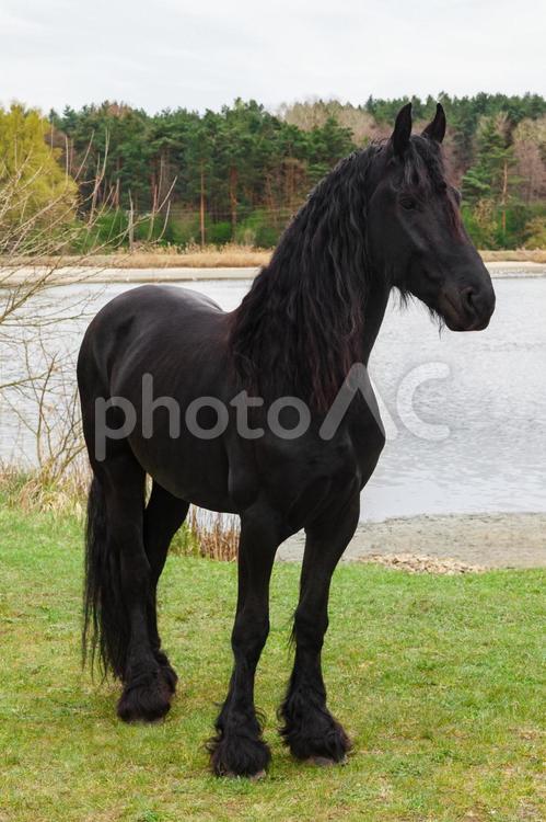 湖畔にいる黒い馬 馬,馬の顔,全身の写真素材