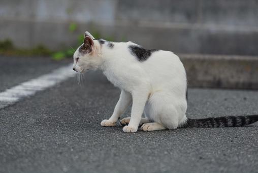どうしようか考える牛柄猫 どうしようか考える牛柄猫 牛柄猫,cawcat,ハチワレ猫の写真素材
