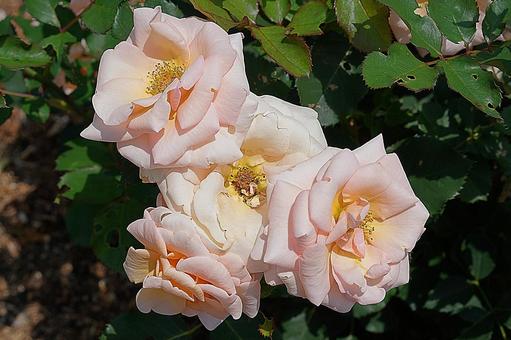 荒牧バラ園614　琴音の写真