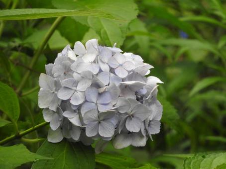 紫陽花 紫陽花の写真