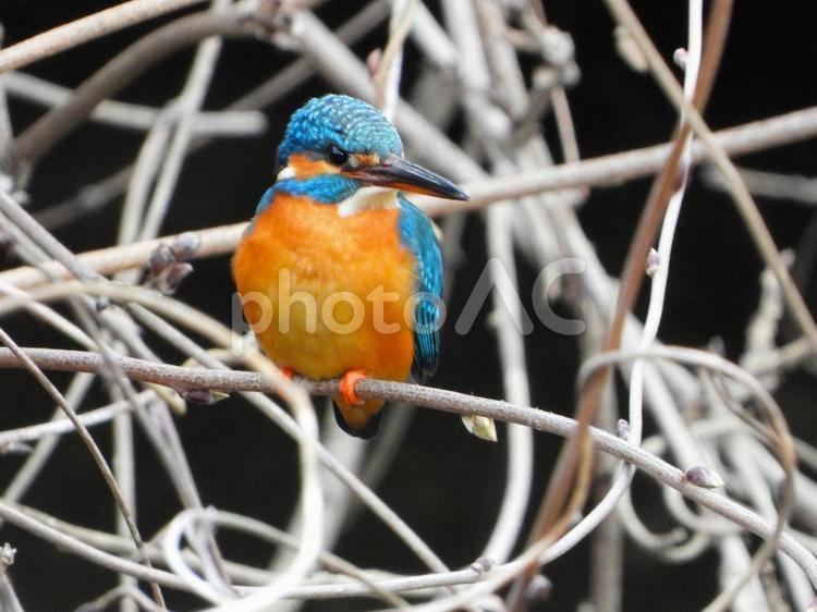 白い灌木の茂みの前にいるカワセミ3 カワセミ,鳥,鳥類の写真素材