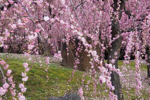 城南宮のしだれ梅 3月,早春,花の写真素材