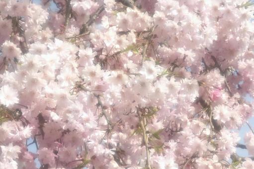 さくらソフトフォーカス 春,自然,さくらの写真素材