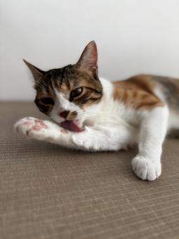 Photo, tiny, cat, animal, 