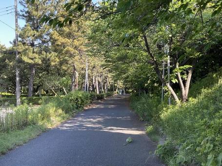 一本道 一本道の写真
