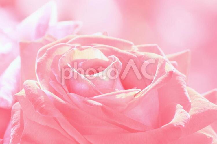 ピンク色の薔薇のクローズアップです 薔薇,花,ピンク色の写真素材