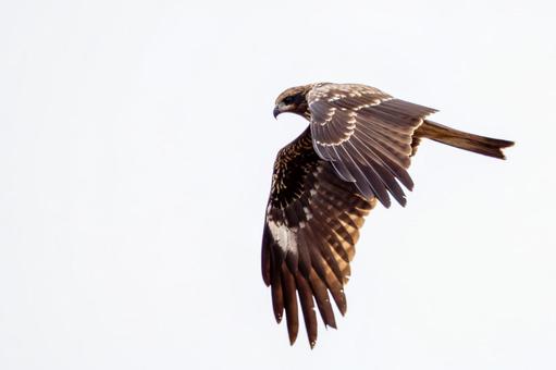 トビの飛翔⑵ トビ,トンビ,鳥類の写真素材